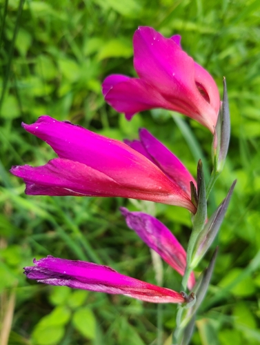 Image of Gladiolus communis by (c) cwr202, some rights reserved (CC BY)