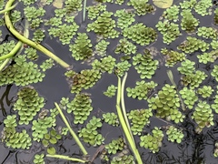 Salvinia cucullata