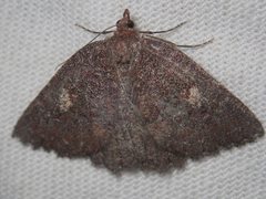 Apodasmia rufonigraria