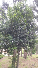 Magnoliopsida