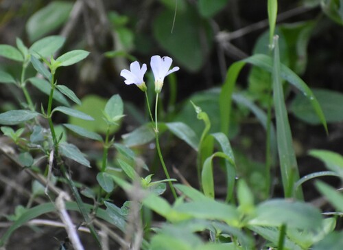 Image of Oxalis tragopoda by (c) Justin Ponder, some rights reserved (CC BY)
