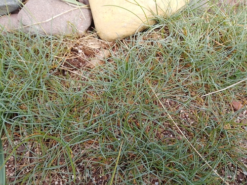 Festuca glauca, photograph 5