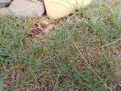 author not stated, no rights reserved Festuca glauca, photograph author not stated, no rights reserved