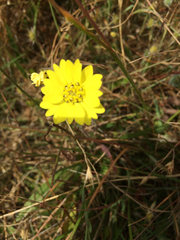 Hemizonia congesta lutescens