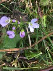 Cardamine pratensis