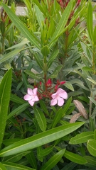 Nerium oleander