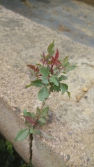 Angiospermae