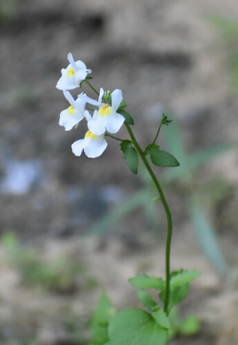 Image of Nemesia fruticans by (c) Justin Ponder, some rights reserved (CC BY)
