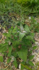 Magnoliopsida