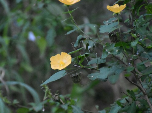 Image of Abutilon sonneratianum by (c) Justin Ponder, some rights reserved (CC BY)