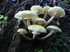 Armillaria limonea