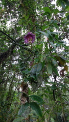 Cobaea scandens