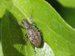 Polydrusus inustus