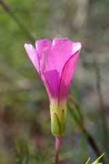Oxalis bifida