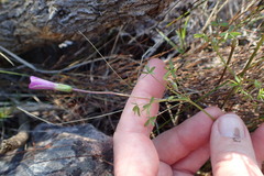 Oxalis bifida