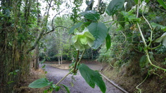 Cobaea scandens