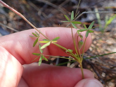 Oxalis bifida