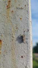 Salticidae