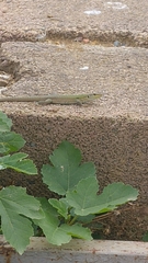 Podarcis siculus