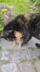 Felis catus