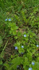 Veronica persica