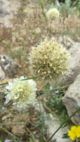 Armeria villosa