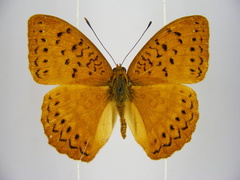 Pseudargynnis hegemone