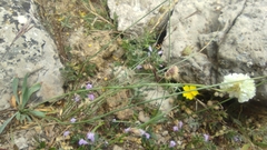 Armeria villosa, photograph Santiago Martín-Bravo, CC BY, iNaturalist via GBIF