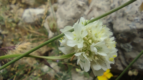 Armeria villosa, photograph 2