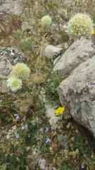 Armeria villosa, photograph Santiago Martín-Bravo, CC BY, iNaturalist via GBIF