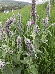 Stachys germanica
