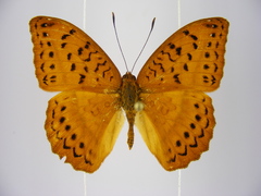 Pseudargynnis hegemone