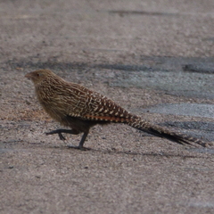 Pheasant Coucal photo 4