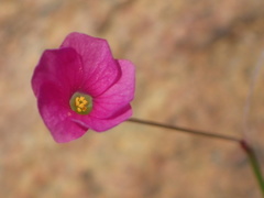 Oxalis livida