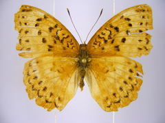 Pseudargynnis hegemone