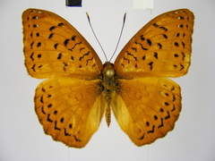 Pseudargynnis hegemone
