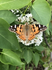 Vanessa cardui