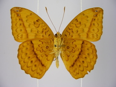 Pseudargynnis hegemone
