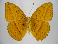 Pseudargynnis hegemone