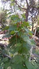 Magnoliopsida