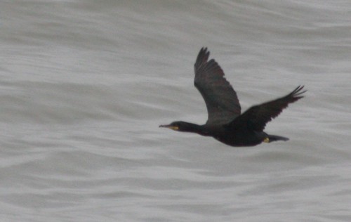 European Shag