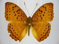 Pseudargynnis hegemone