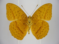 Pseudargynnis hegemone