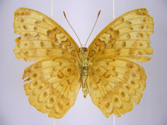 Pseudargynnis hegemone