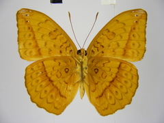 Pseudargynnis hegemone