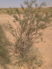 Tamarix aphylla