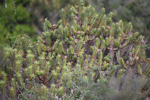 Image of Euphorbia pentagona by (c) Justin Ponder, some rights reserved (CC BY)
