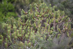 Euphorbia pentagona, photograph (c) Justin Ponder, some rights reserved (CC BY)
