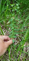 Euphorbia condylocarpa