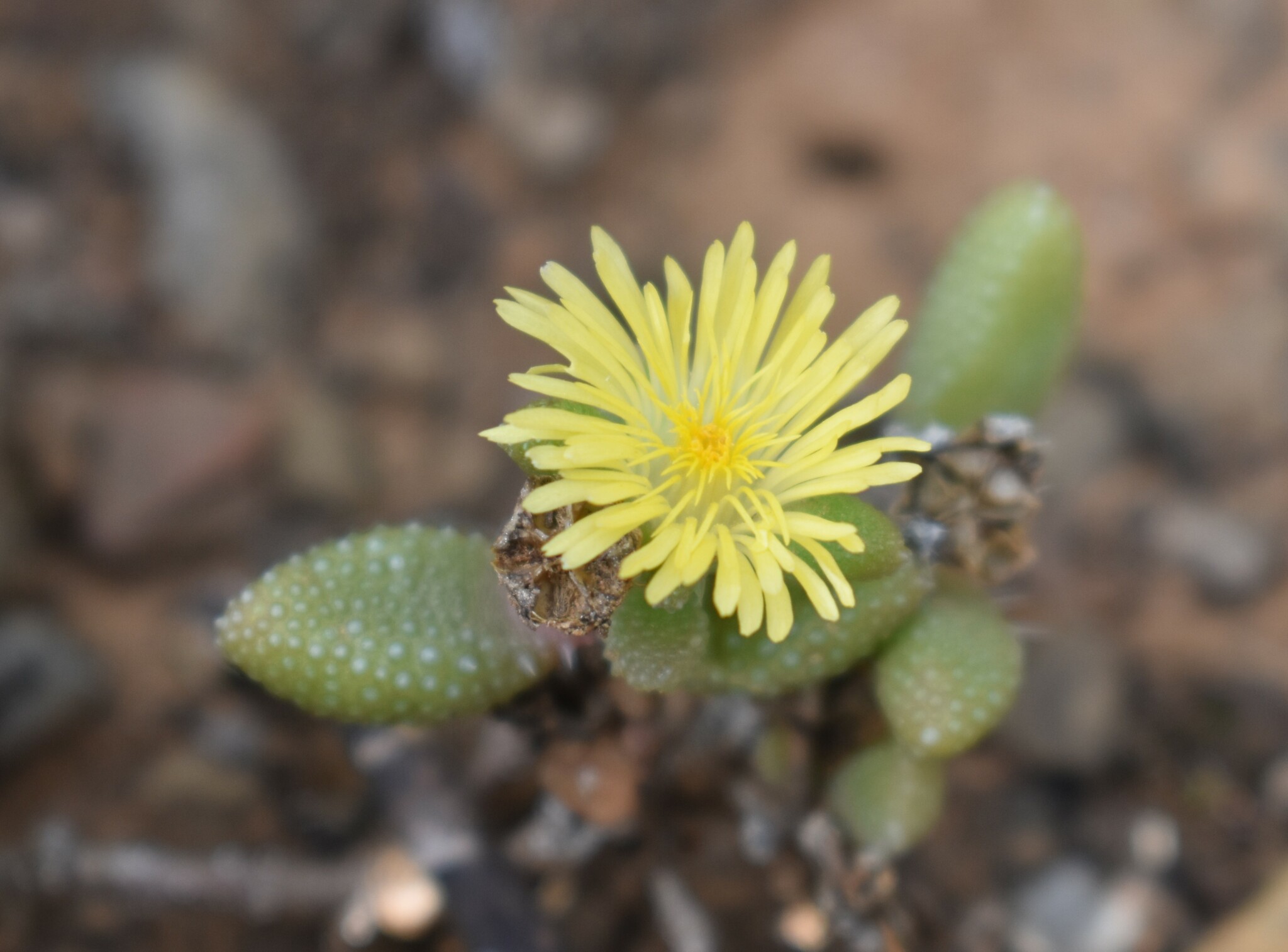 Pickle Plant (Delosperma echinatum)
